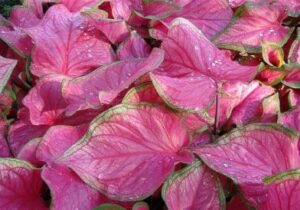 Caladiums Pink Close Up 1