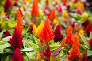 Celosia