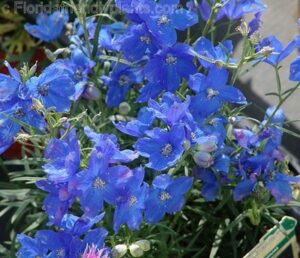 Delphinium