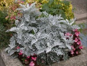 Dusty Miller