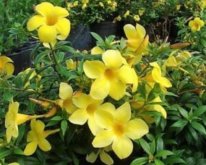 Dwarf Allamanda 1