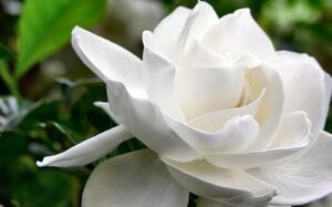 Gardenias