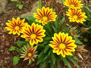 Gazania Daisey