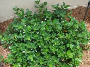 Green Island Ficus Jpg 1