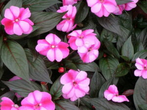 Impatiens New Guinea Bicolor