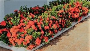 Ixora Dwarf Red Hedge Jpg 1