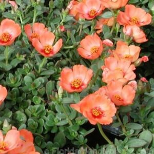 Purslane Big Bloom Peach