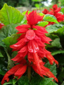 Salvias