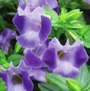 Torenia