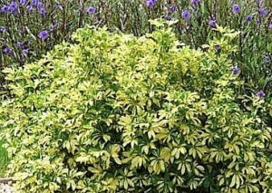 Variegated Arboricola 1