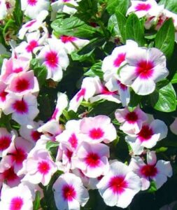 Vinca Nirvana Apricot Splash