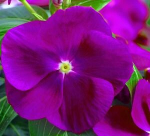 Vinca Nirvana Violet